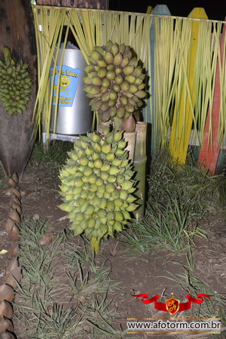 afotorm